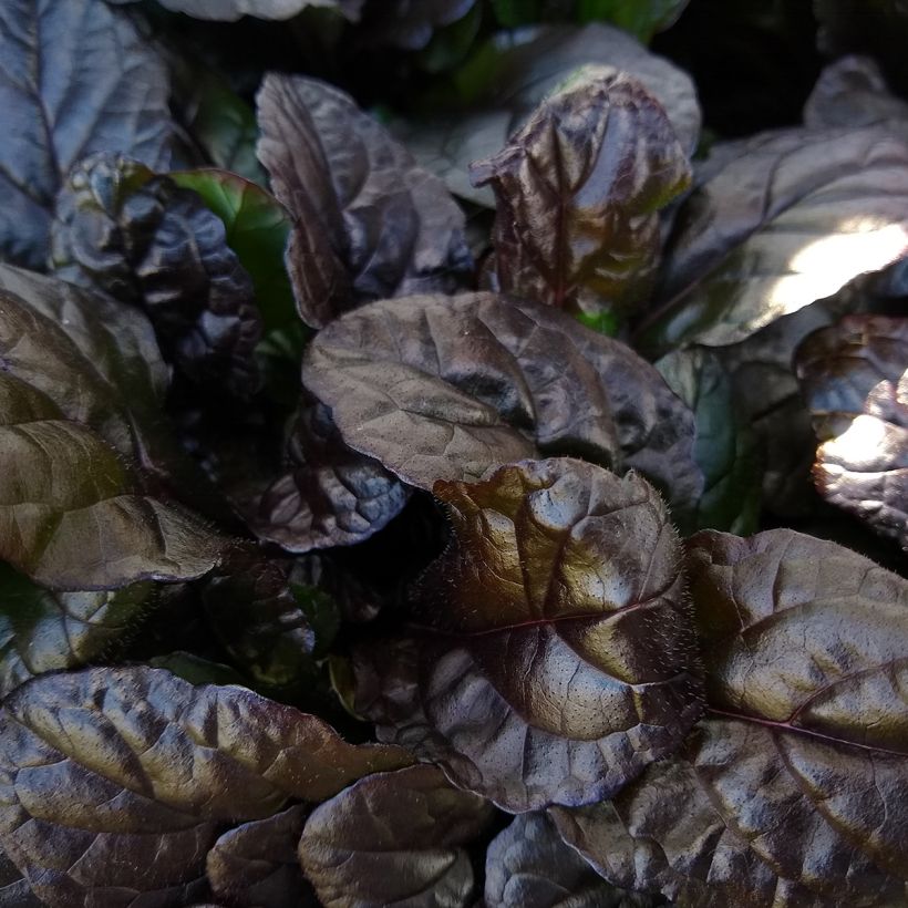 Bugle rampante, Ajuga reptans Braunherz (Feuillage)