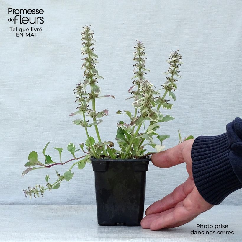 Spécimen de Bugle rampante - Ajuga reptans Burgundy Glow Godet de 8 cm tel que livré au printemps