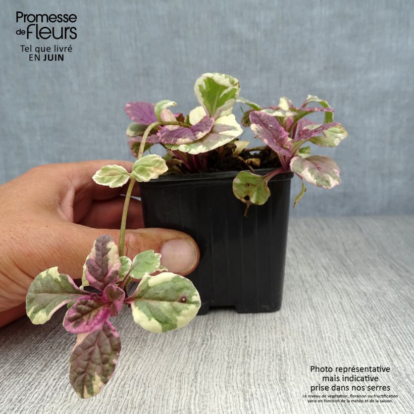 Spécimen de Bugle rampante - Ajuga reptans Burgundy Glow Godet de 7/8 cm tel que livré en été