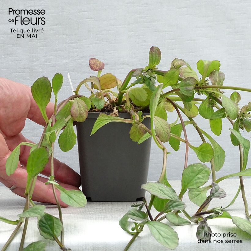 Spécimen de Bugle rampante - Ajuga reptans Catlin's Giant Godet de 9cm tel que livré au printemps