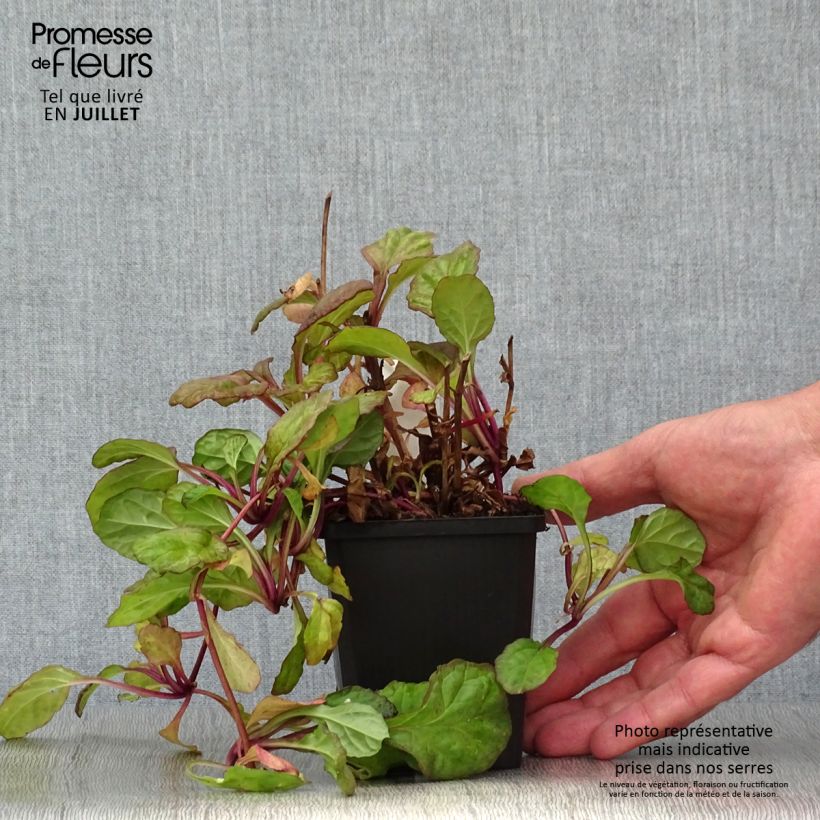 Spécimen de Bugle rampante - Ajuga reptans Catlin's Giant Godet de 8/9 cm tel que livré en été