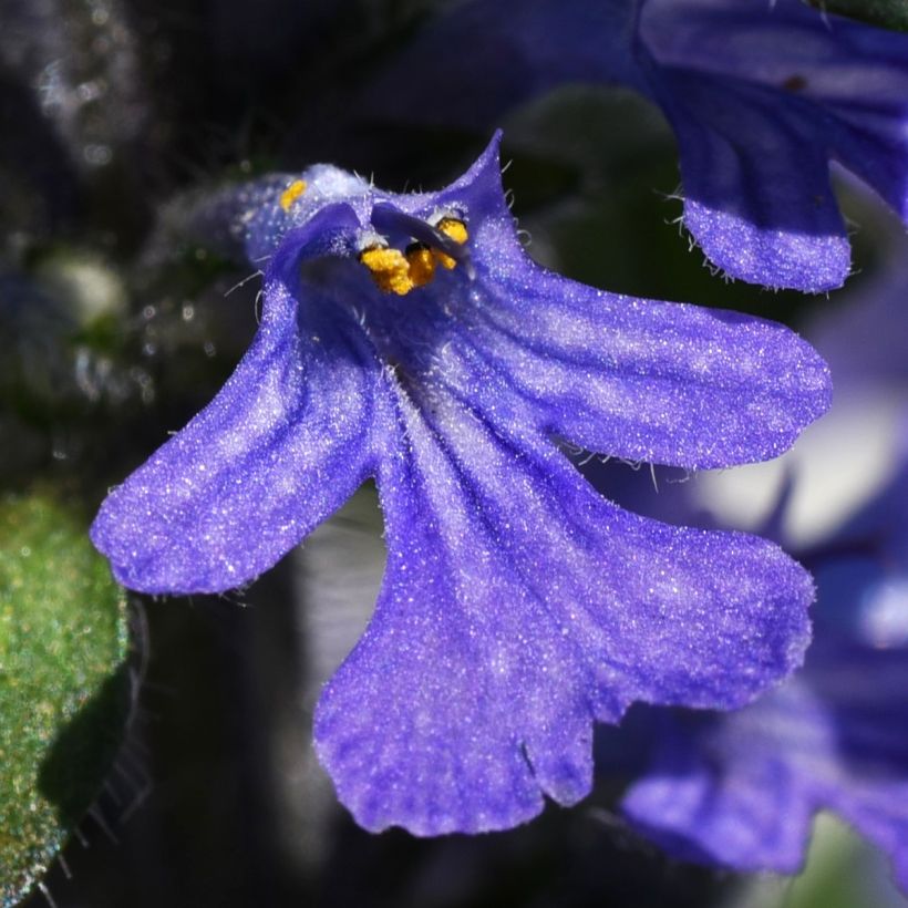 Bugle rampante, Ajuga reptans Delight (Floraison)