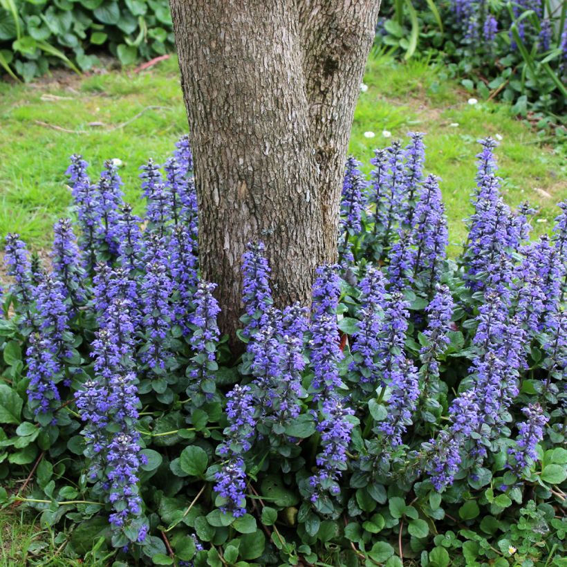 Bugle rampante, Ajuga reptans Delight (Port)