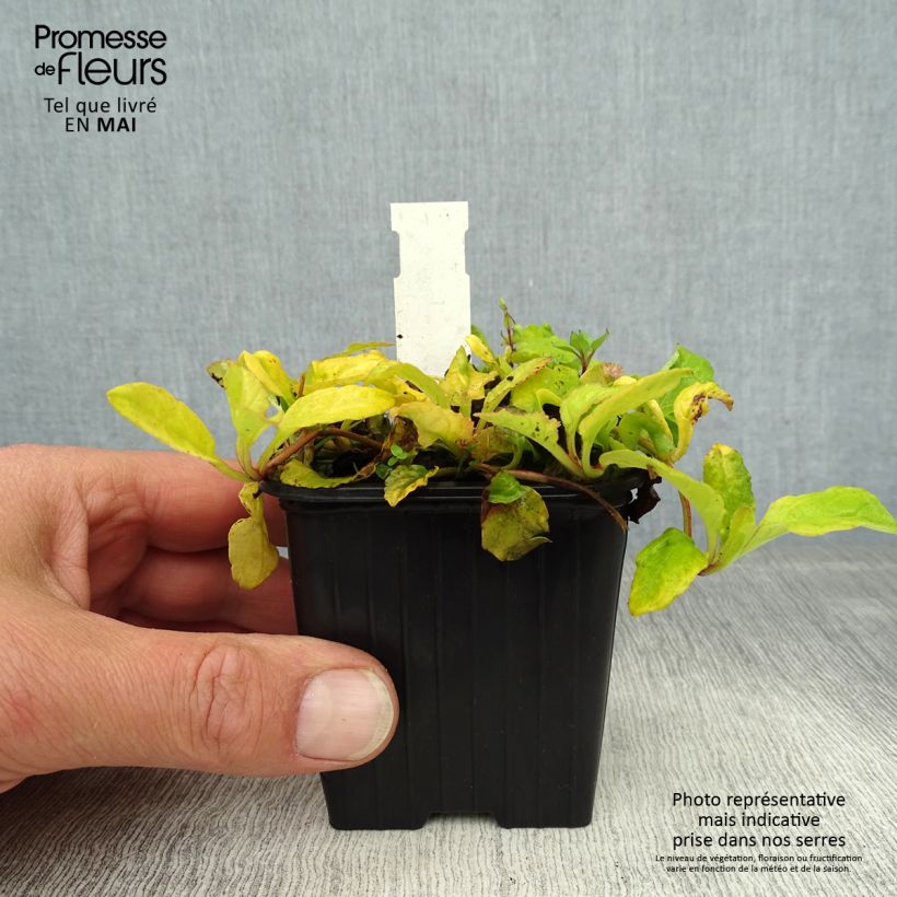 Spécimen de Bugle rampante - Ajuga reptans Gold Chang Godet de 8/9 cm tel que livré au printemps