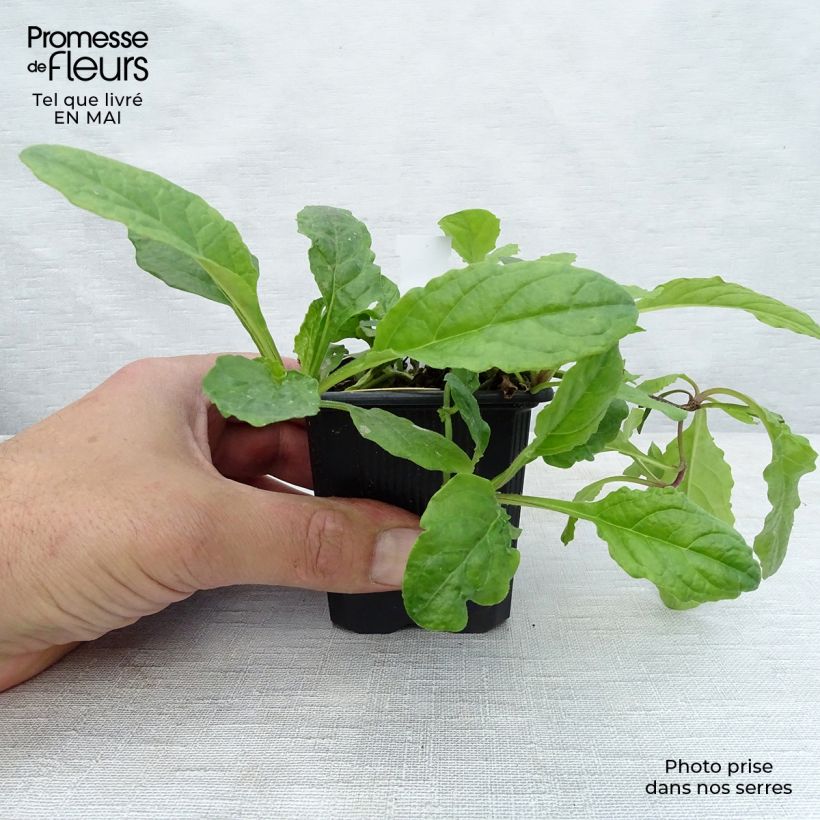 Spécimen de Bugle rampante, Ajuga reptans Rosea Godet de 9cm tel que livré au printemps