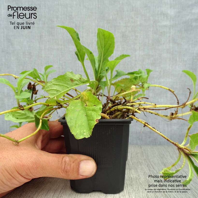Spécimen de Bugle rampante, Ajuga reptans Rosea Godet de 8/9 cm tel que livré en été