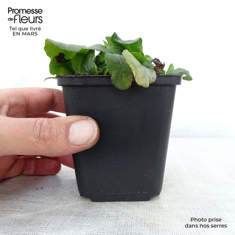 Spécimen de Bugle rampante - Ajuga reptans Sanne Godet de 9cm tel que livré au printemps