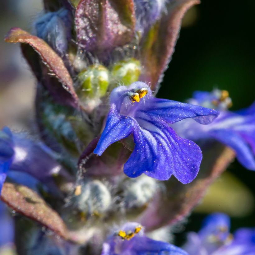 Bugle rampante - Ajuga reptans (Floraison)