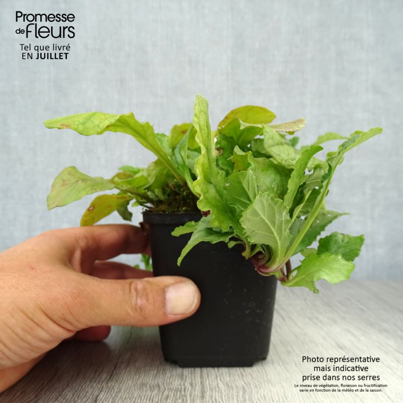 Spécimen de Bugle rampante - Ajuga reptans Godet de 8/9 cm tel que livré en été