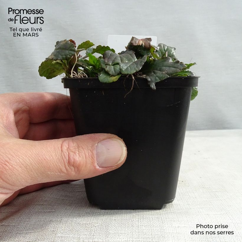 Spécimen de Bugle rampante - Ajuga reptans en godet de 9 cm tel que livré au printemps