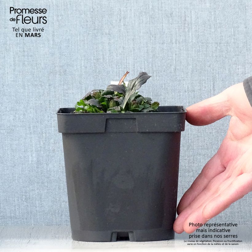 Spécimen de Bugle rampante - Ajuga reptans en pot de 2 litres tel que livré au printemps