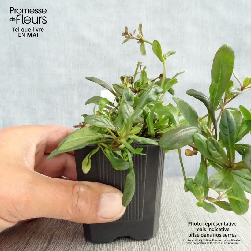 Spécimen de Bugle rampante - Ajuga tenorii Chocolate Chip (Valfredda)  Godet de 9cm tel que livré au printemps