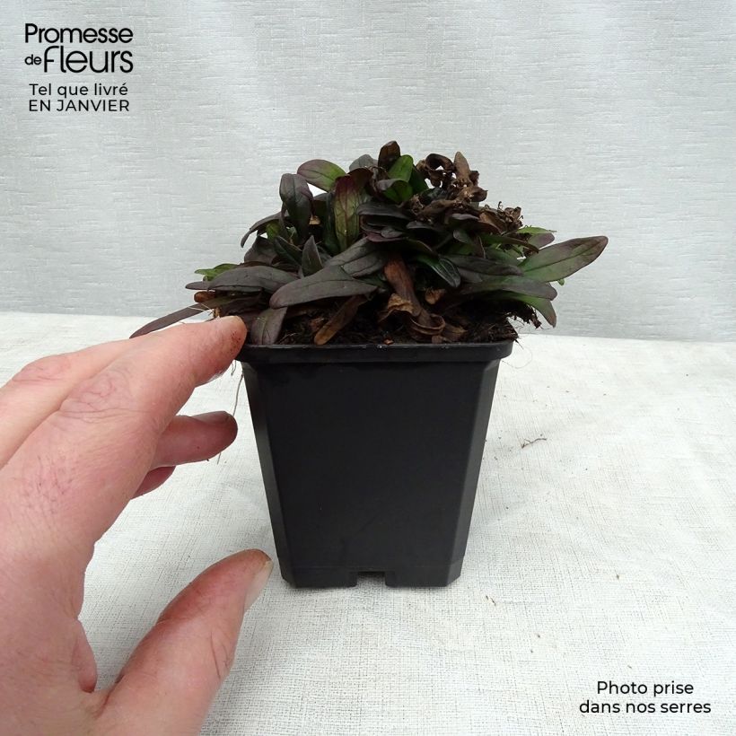 Spécimen de Bugle rampante - Ajuga tenorii Chocolate Chip (Valfredda)  tel que livré en hiver