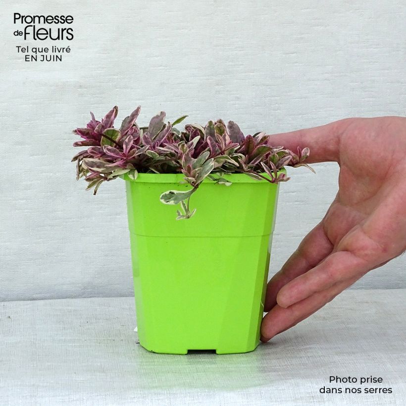 Spécimen de Bugle rampante - Ajuga tenorii Princess Nadia Pot de 1,5L/2L tel que livré en été
