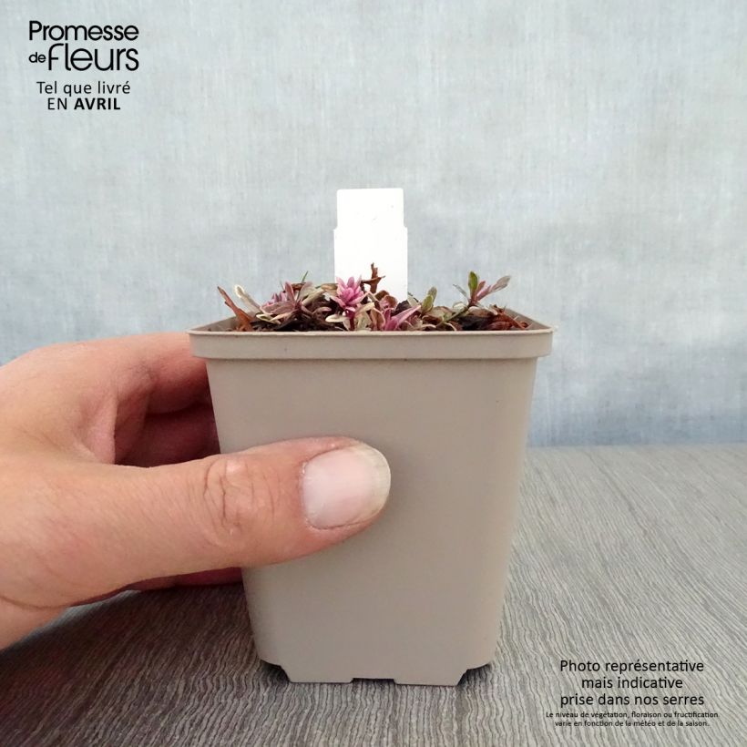 Spécimen de Bugle rampante - Ajuga tenorii Princess Nadia en godet de 9cm tel que livré au printemps