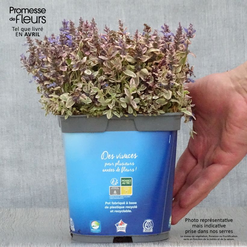 Spécimen de Bugle rampante - Ajuga tenorii Princess Nadia en pot de 1.5L/2L tel que livré au printemps