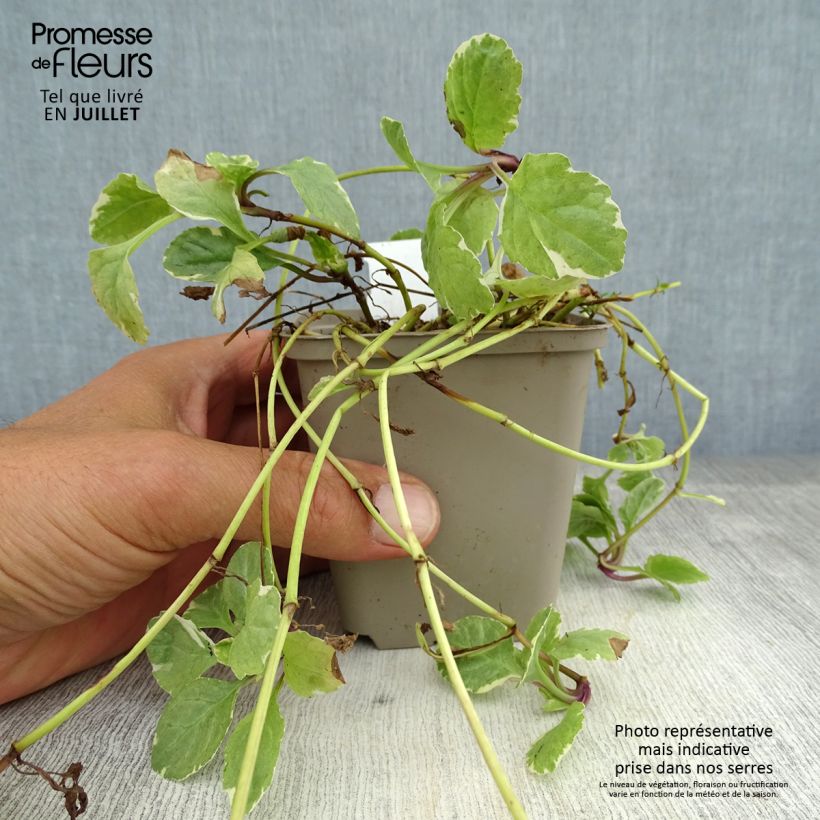 Spécimen de Bugle rampante panachée - Ajuga reptans Variegata Godet de 8/9 cm tel que livré en été
