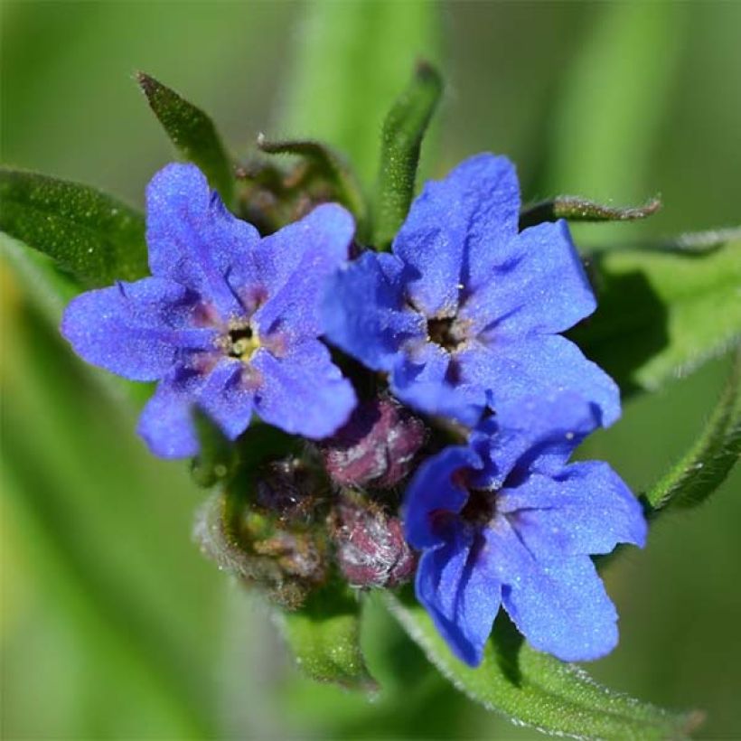 Buglossoides purpurocaerulea - Grémil pourpre bleu (Floraison)