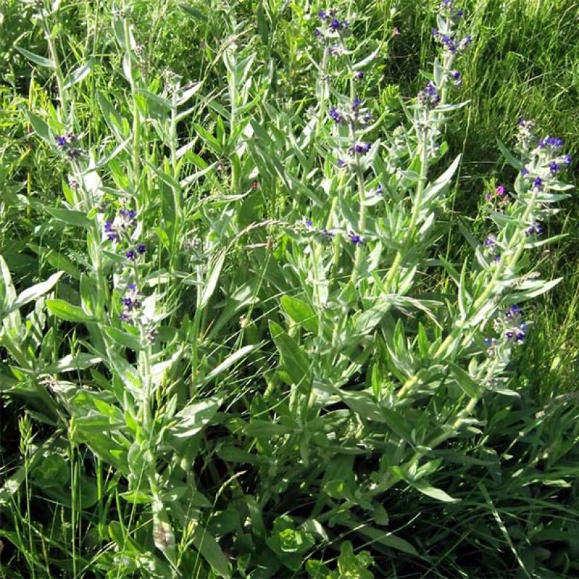 Buglossoides purpurocaerulea - Grémil pourpre bleu (Port)