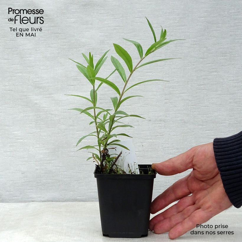 Spécimen de Buglossoides purpurocaerulea - Grémil pourpre bleu Godet de 9cm tel que livré au printemps