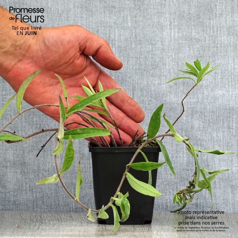 Spécimen de Buglossoides purpurocaerulea - Grémil pourpre bleu Godet de 8/9 cm tel que livré en été