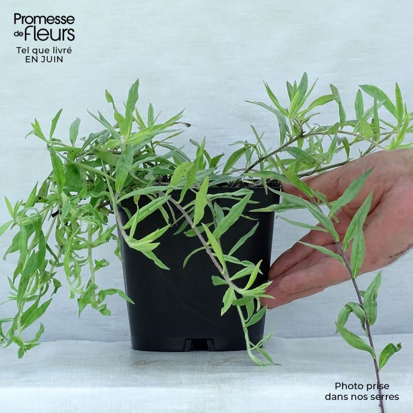 Spécimen de Buglossoides purpurocaerulea - Grémil pourpre bleu Pot de 2L/3L tel que livré en été