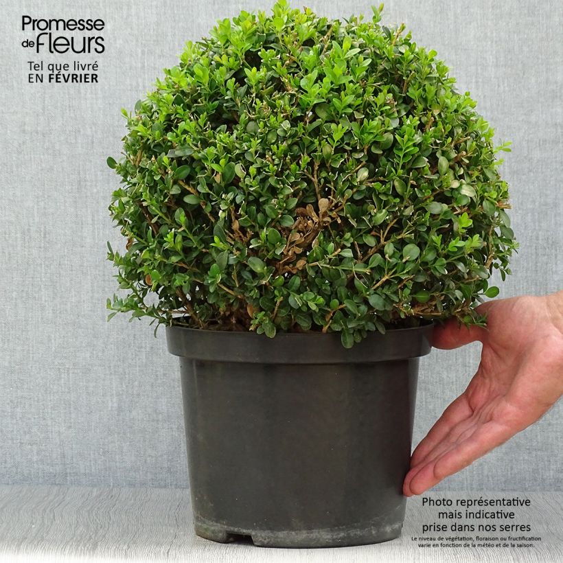 Spécimen de Buis - Buxus microphylla Faulkner  Pot de 7,5L/10L, Boule de 20/30 cm tel que livré en automne