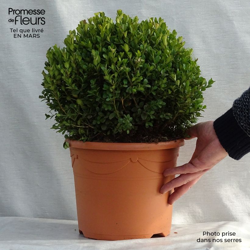 Spécimen de Buis - Buxus microphylla Faulkner en boule Pot de 7.5/10L tel que livré au printemps