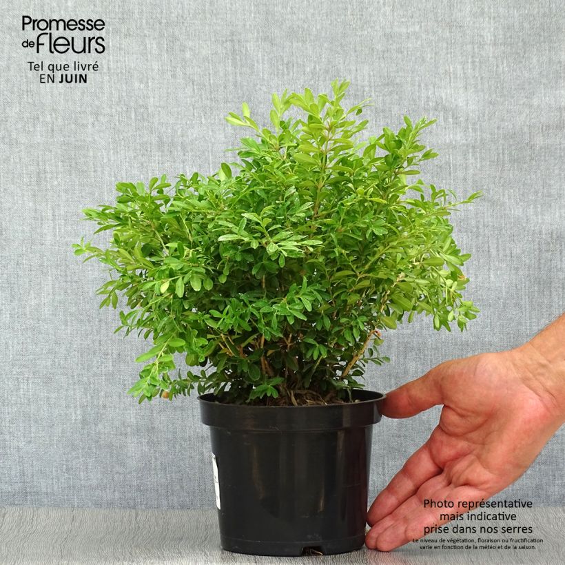 Spécimen de Buis - Buxus microphylla Rococo Pot de 3L/4L tel que livré en été