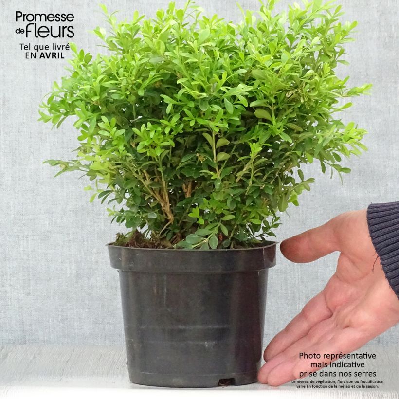 Spécimen de Buis - Buxus microphylla Rococo en pot de 3L/4L tel que livré au printemps