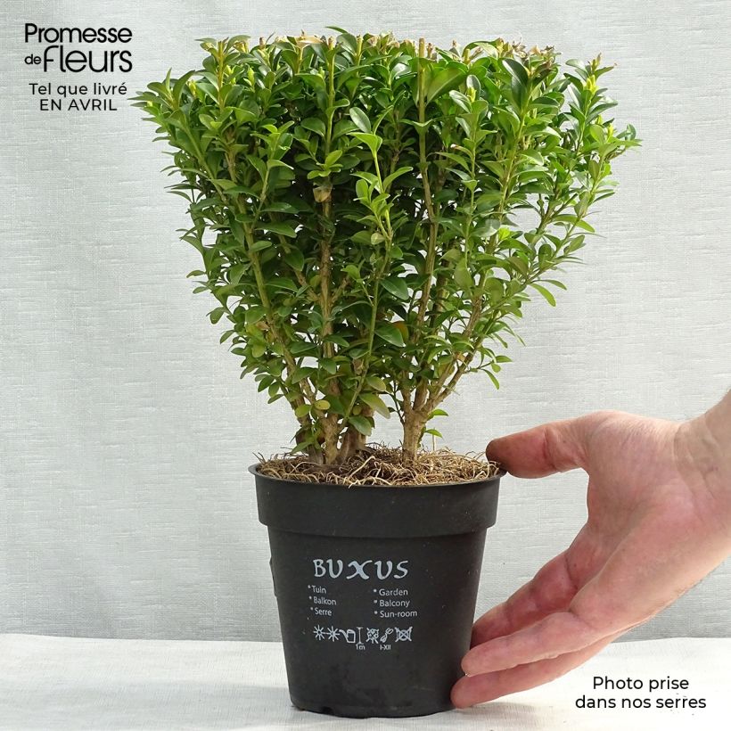 Spécimen de Buis bordure - Buxus sempervirens en pot de 13cm tel que livré au printemps