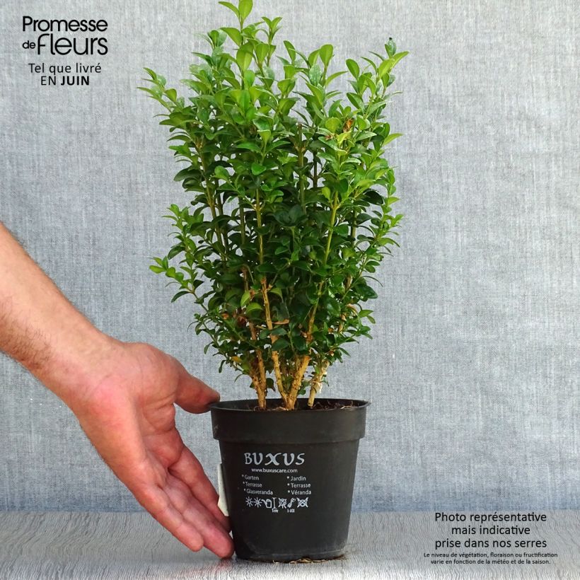 Spécimen de Buis bordure - Buxus sempervirens Pot de 12 cm / 13 cm tel que livré en été