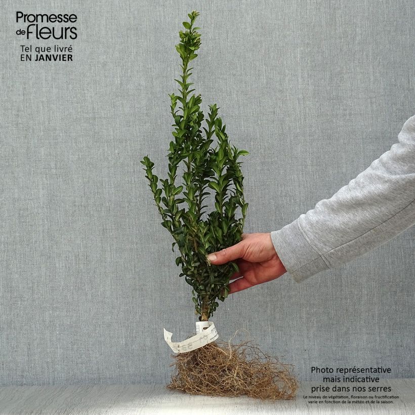Spécimen de Buis bordure - Buxus sempervirens Petites Racines nuesHauteur livrée env. 30/40cm tel que livré en hiver