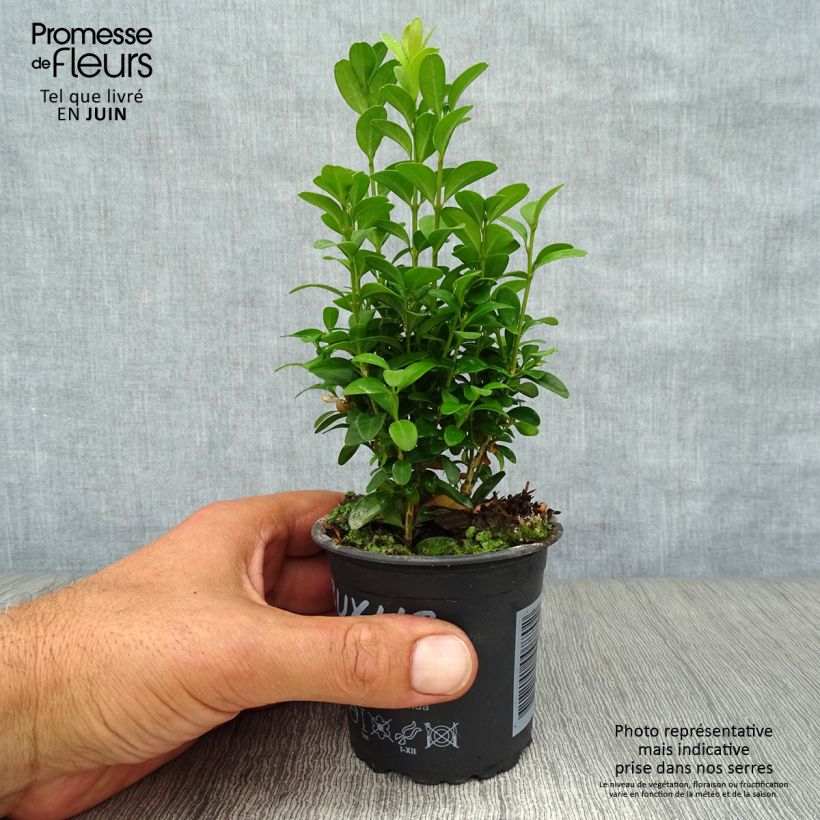 Spécimen de Buis bordure - Buxus sempervirens Godet de 8/9 cm tel que livré en été