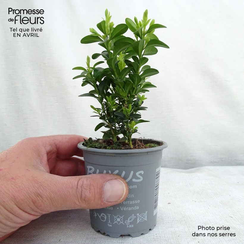 Spécimen de Buis bordure - Buxus sempervirens godet de 9 cm tel que livré au printemps