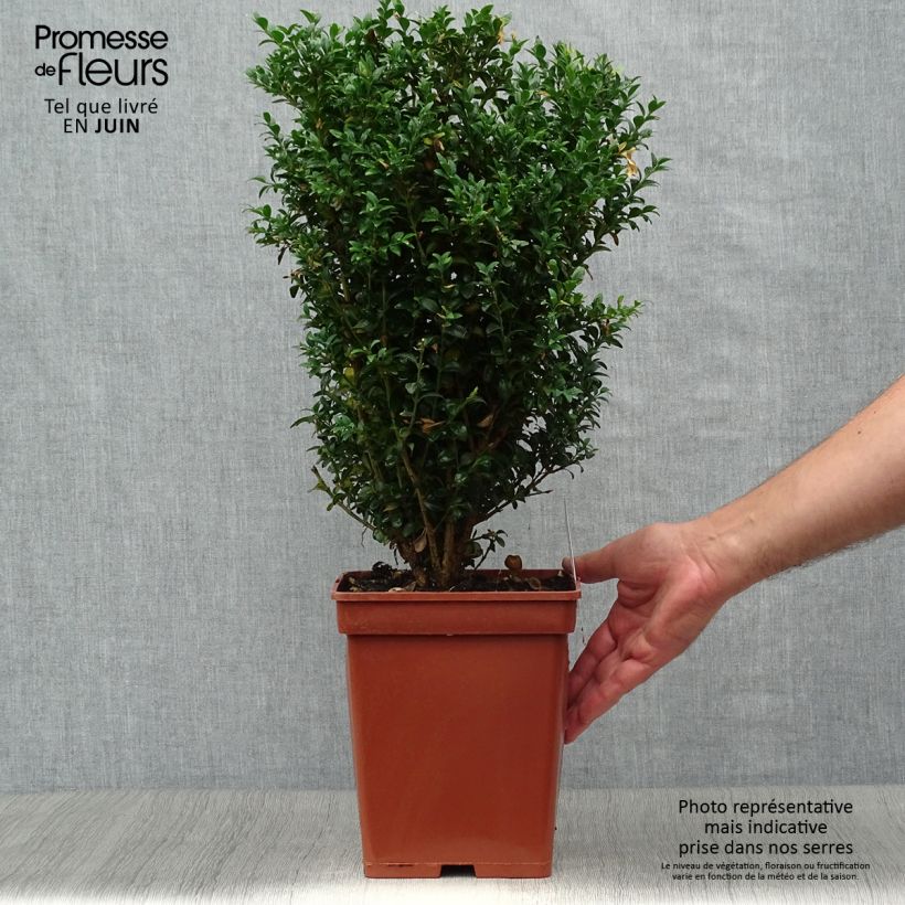 Spécimen de Buis bordure - Buxus sempervirens Motte tel que livré en été