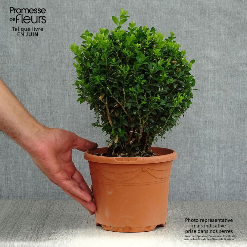 Spécimen de Buis boule - Buxus sempervirens Pot de 2L/3L, Boule tel que livré en été