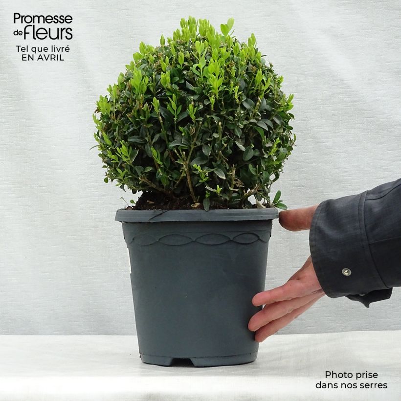 Spécimen de Buis boule - Buxus sempervirens tel que livré au printemps