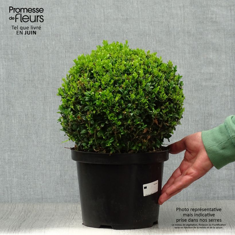 Spécimen de Buis boule - Buxus sempervirens Pot de 4L/5L, Boule tel que livré en été
