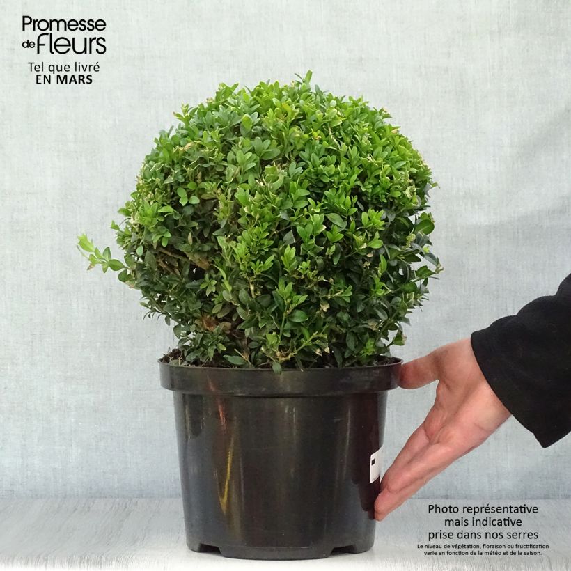 Spécimen de Buis boule - Buxus sempervirens tel que livré au printemps