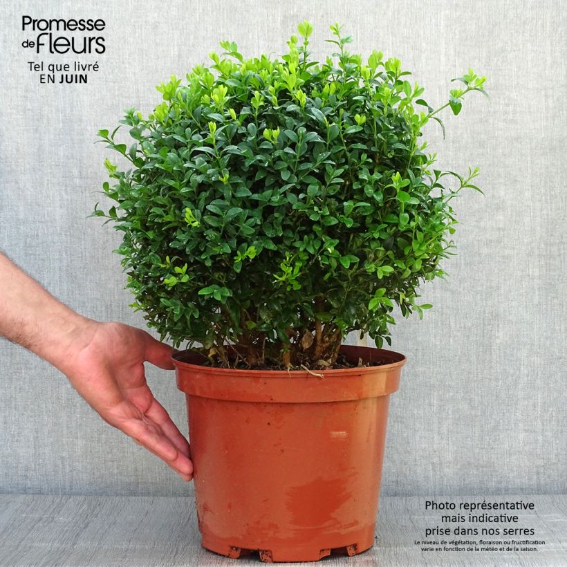 Spécimen de Buis boule - Buxus sempervirens Pot de 7,5L/10L, Boule tel que livré en été