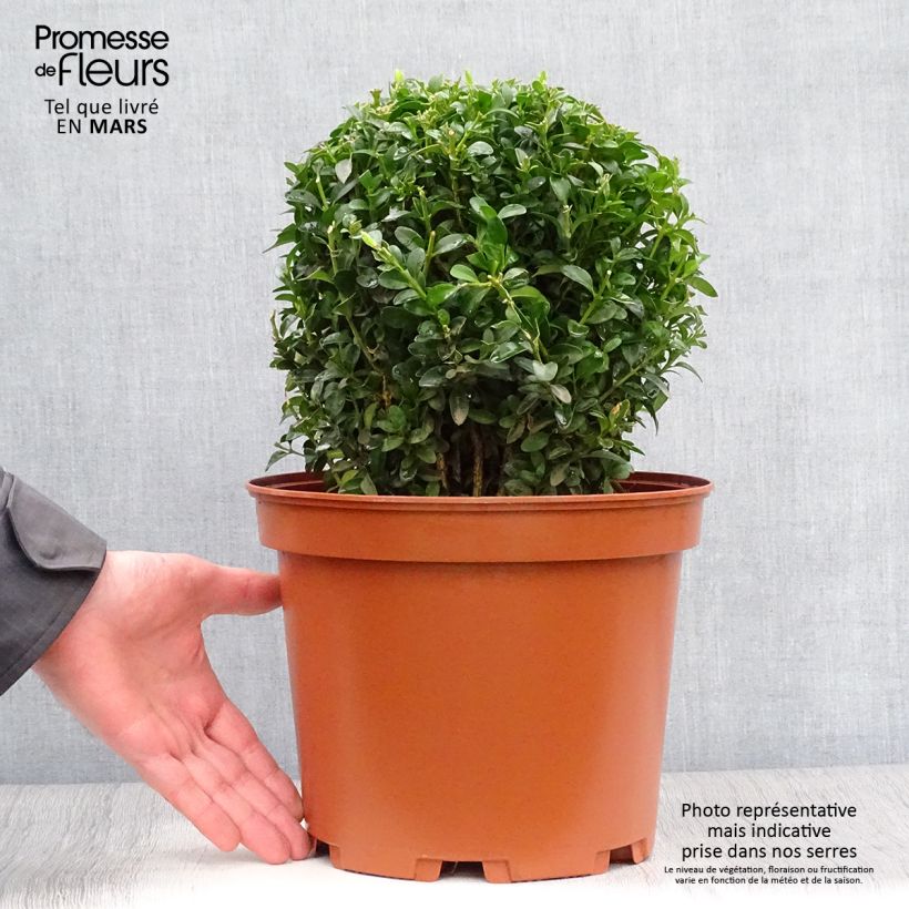 Spécimen de Buis boule - Buxus sempervirens tel que livré au printemps