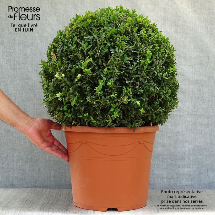 Spécimen de Buis boule - Buxus sempervirens Pot de 20L/25L, Boule tel que livré en été