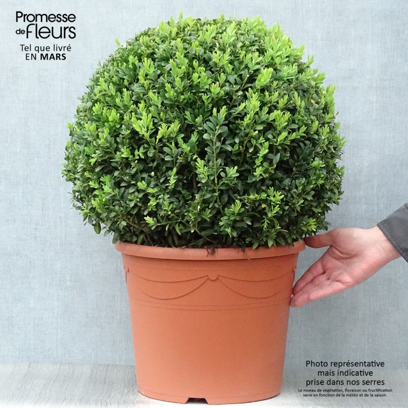 Spécimen de Buis boule - Buxus sempervirens tel que livré au printemps