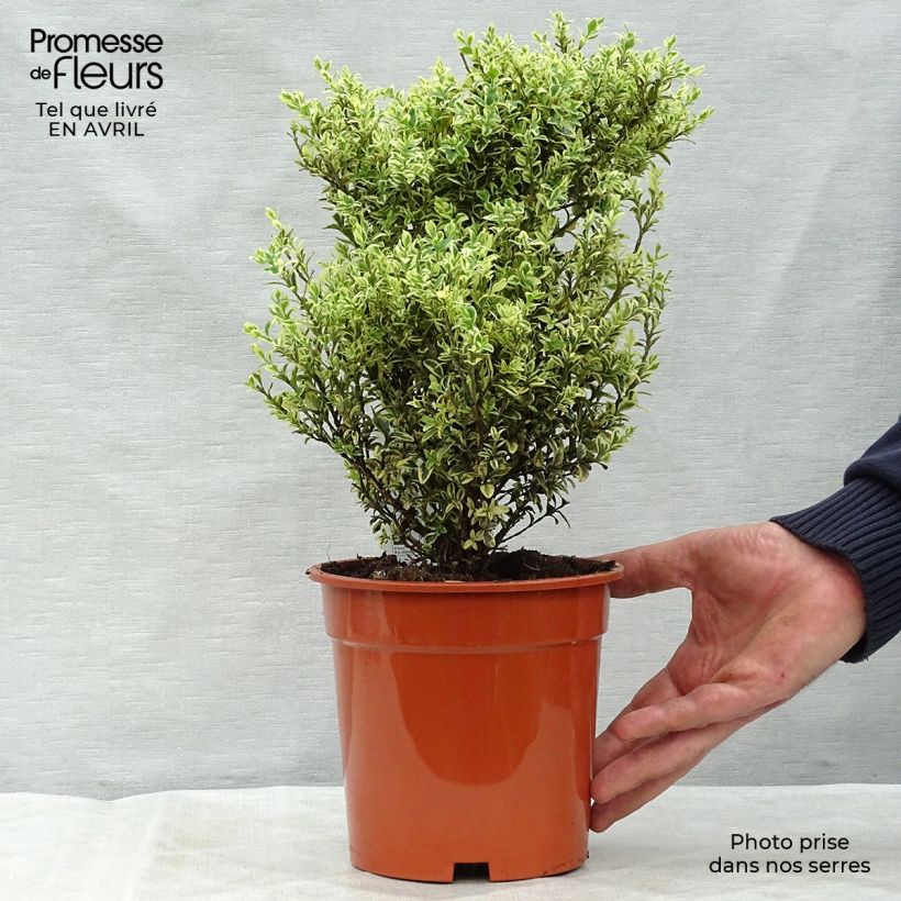 Spécimen de Buis commun panaché - Buxus sempervirens Elegans tel que livré au printemps