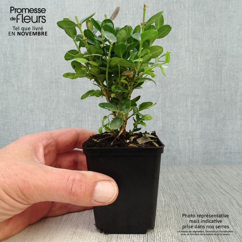 Spécimen de Buis de haie - Buxus sempervirens Suffruticosa en godet tel que livré en automne
