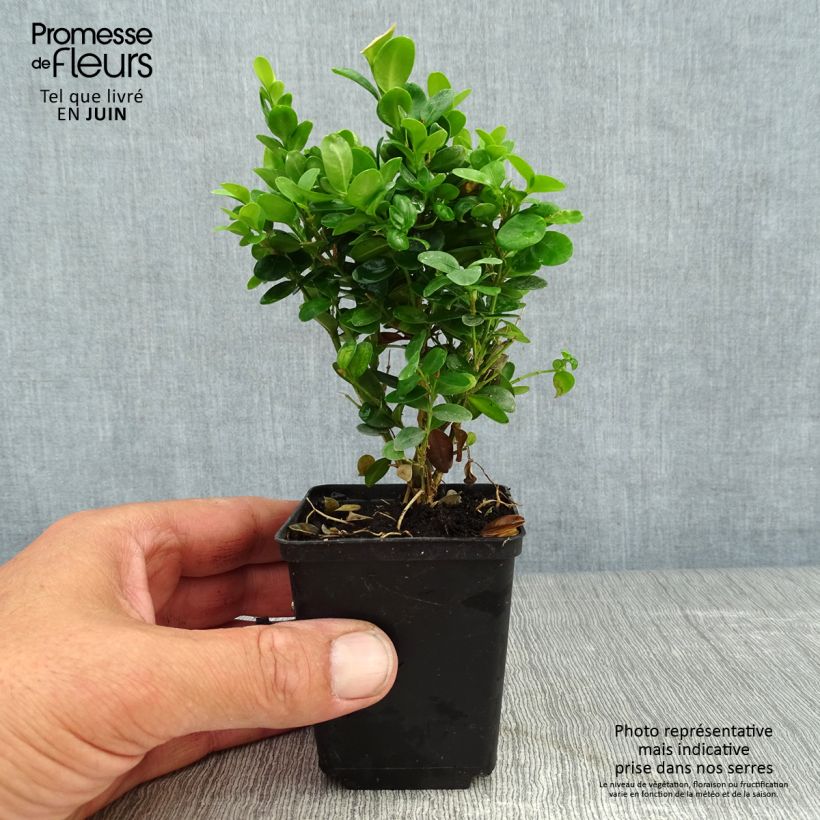 Spécimen de Buis de haie - Buxus sempervirens Suffruticosa en godet Godet de 8/9 cm tel que livré en été