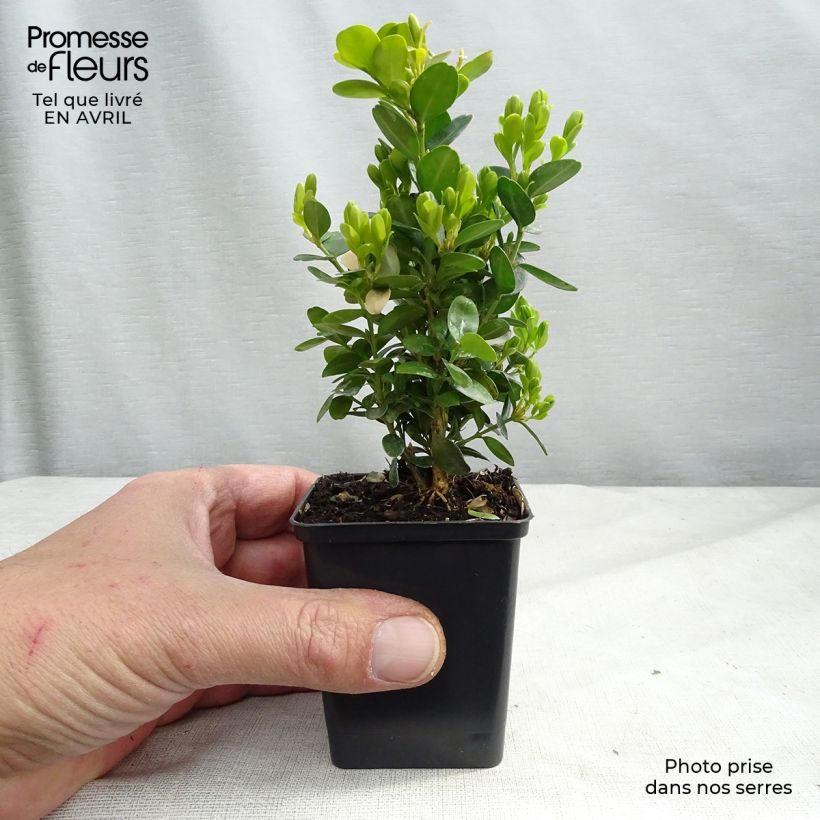 Spécimen de Buis de haie - Buxus sempervirens Suffruticosa en godet tel que livré au printemps