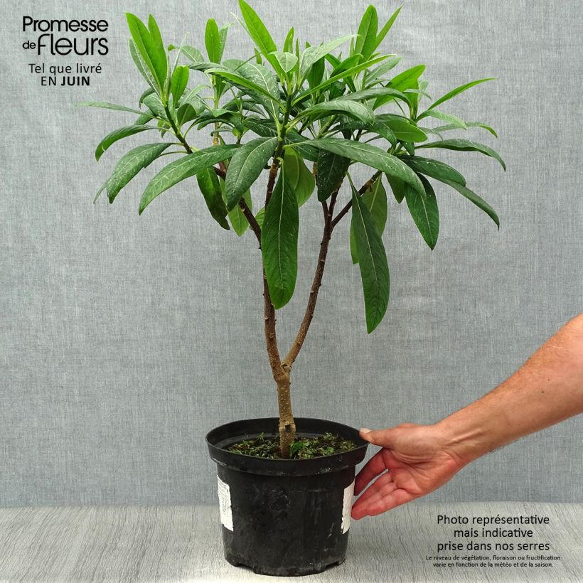 Spécimen de Buisson à papier - Edgeworthia chrysantha Winter Liebe Pot de 4L/5L tel que livré en été