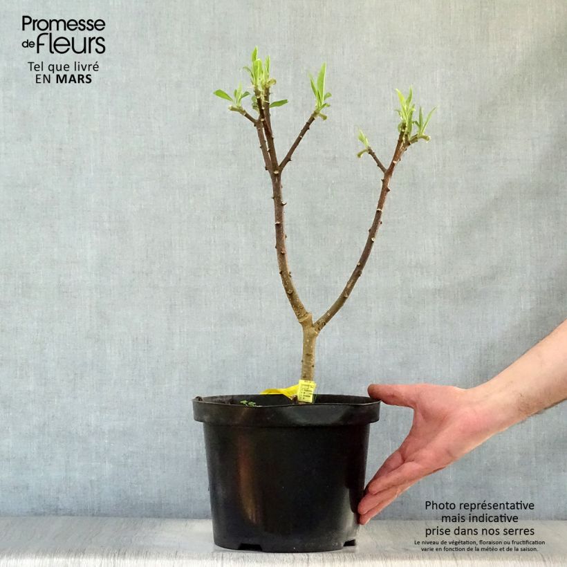 Spécimen de Buisson à papier - Edgeworthia chrysantha Winter Liebe Pot de 4L/5L tel que livré au printemps